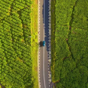 Ruta del Té