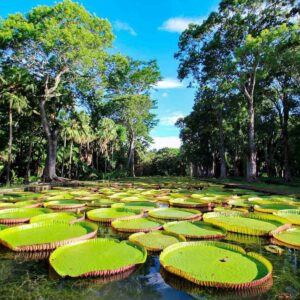 Jardín Botánico de Pamplemousses